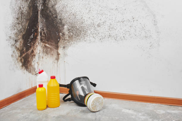 Professional Mold Removal in Stonewall, MS
