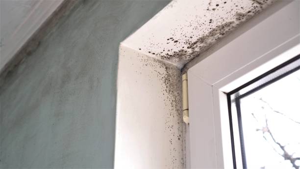 Best Mold Damage Repair  in Stonewall, MS