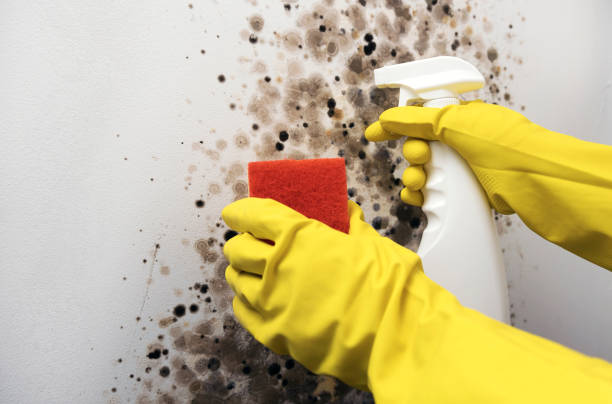 Best Mold Testing  in Stonewall, MS