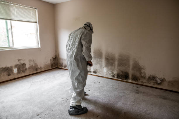 Best Crawl Space Mold Removal  in Stonewall, MS