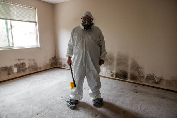 Best Certified Mold Removal  in Stonewall, MS