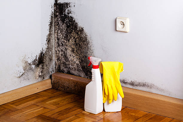Best Local Mold Removal Service  in Stonewall, MS