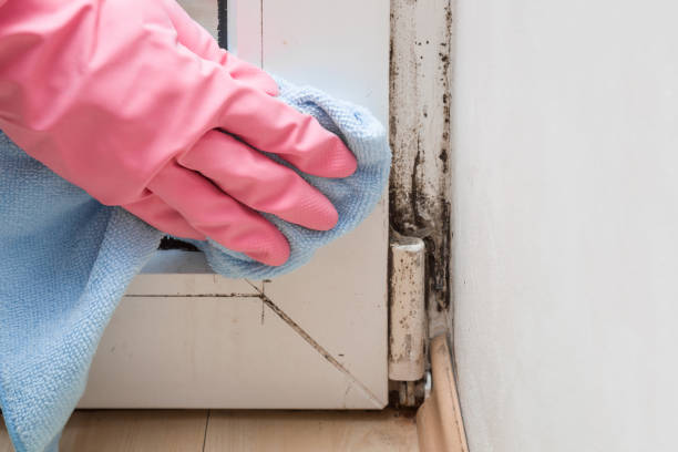 Mold Removal and Inspection in Stonewall, MS
