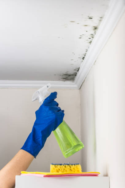 Best Commercial Mold Removal  in Stonewall, MS