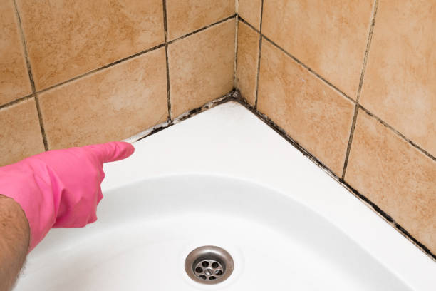 Office Mold Removal Services in Stonewall, MS